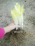 Хоста White Feather, фото 9
