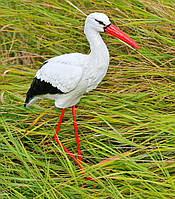 Садова фігура Лелека малий №2 на металевих лапах