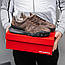 Жіночі демісезонні кросівки New Balance XC-72 (коричневі) спортивні стильні кроси 2659 Нью Беленс vkross, фото 6