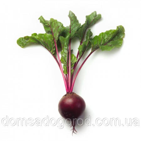 Буряк столовий ЗЕПО F1 | ZEPPO F1 Rijk Zwaan (2,75 — 3,5 ) 25 000 шт