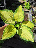 Хоста Orange Marmelade, фото 2