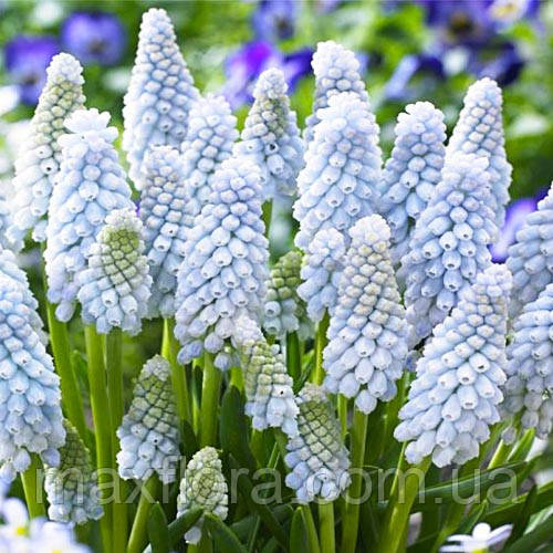 Мускарі BABY'S BREATH 8/10, фото 1