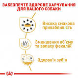 Royal Canin DOG Chihuahua Adult сухий корм для дорослих собак породи Чихуахуа 1,5кг, фото 4