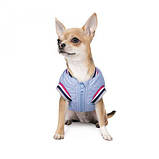Бомбер Pet Fashion «Spike» для собак, розмір S, блакитний PR243022 Pet Feshion, фото 3