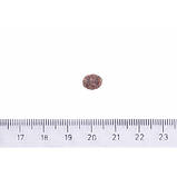 Brit Care DOG Hypoallergenic Adult Small Breed Lamb для собак малих порід з ягням 3кг, фото 4