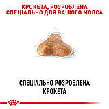 Royal Canin Pug Adult для дорослих собак породи Мопс 1,5кг, фото 2