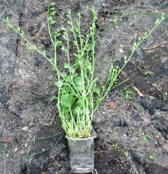 Дзвоники Пожарського Lisduggan variety. Д5.