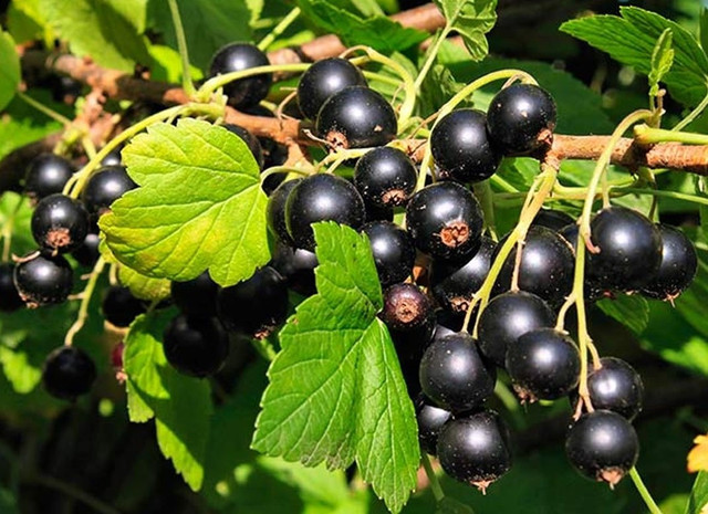 смородина, вирощування смородини, ягоди смородини, великі та смачні ягоди смородини, як отримати щедрий урожай смородини