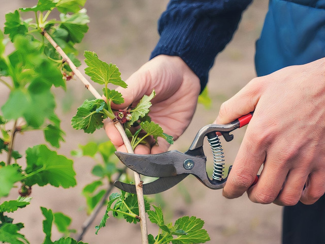 смородина, вирощування смородини, ягоди смородини, великі та смачні ягоди смородини, як отримати щедрий урожай смородини