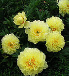 Півонія Bartzella 02/03, фото 2