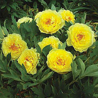 Півонія Bartzella 05/07