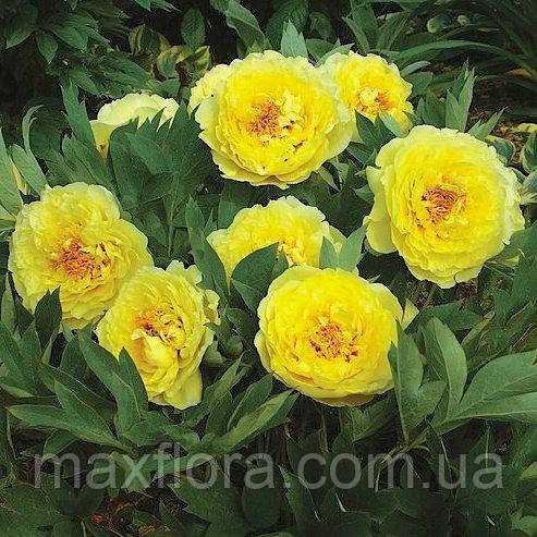Півонія Bartzella 02/03