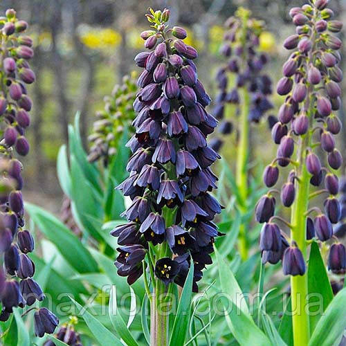 Фрітіллярія FRITILLARIA PERSICA 18/20