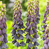 Фрітіллярія FRITILLARIA PERSICA 18/20, фото 5