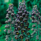 Фрітіллярія FRITILLARIA PERSICA 18/20, фото 6