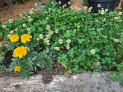 Конюшина біла (ниэькорослий, декоративний сорт Рівендел), 1 кг