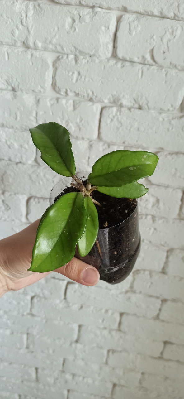 Хойя карноза, фото 1