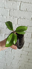 Хойя карноза