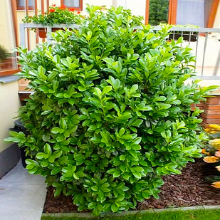 Саджанці Лавровишні Етна (Prunus Laurocerasus Etna) Р9