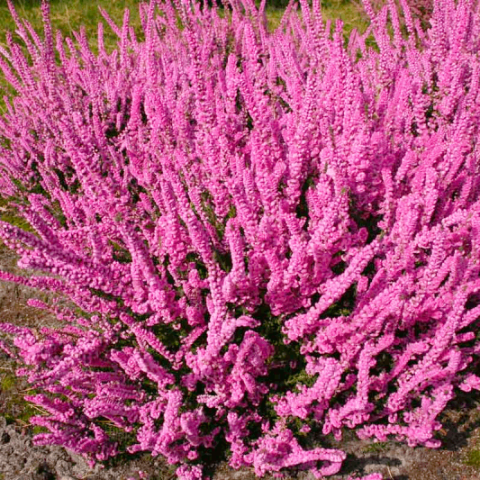 Саджанці Вересу Аннемарі (Calluna vulgaris Annemarie) P9, фото 1