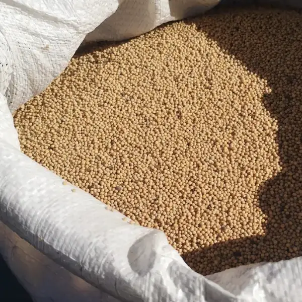 Насіння сидерату Гірчиці 1кг, фото 1