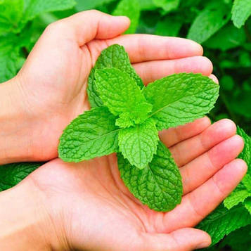 Саджанці М'яти Мохіто (Mentha nemorosa Mokhito / Mojito)