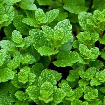 Саджанці м'яти кучерявої Кріспа ( Mentha spicata Crispa)