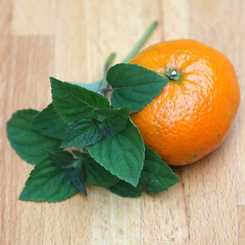 Саджанці М'яти Оранж (Orange)