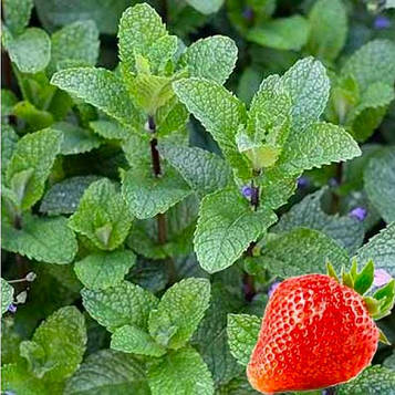 Саджанці м'яти полуничної (Mentha spicata Almira)