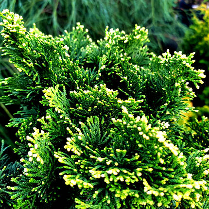 Кіпарисовик Тоня / С5 / h 25-30 / Chamaecyparis Tonia, фото 1