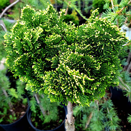 Кіпарисовик Тоня / С5 / h 25-30 / Chamaecyparis Tonia, фото 2