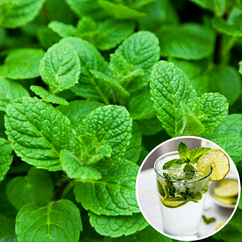 Саджанці М'яти Мохіто (Mentha nemorosa Mokhito / Mojito)