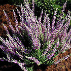 Саджанці Вересу Сільвана (Calluna vulgaris Silvana) P9, фото 2