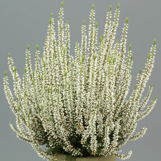 Саджанці Вересу Мадонна (Calluna vulgaris Madonna) P9, фото 1