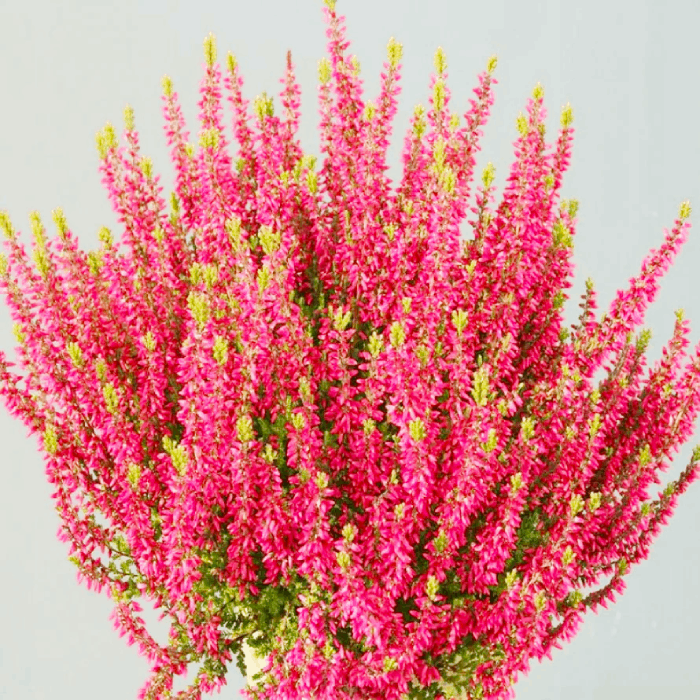 Саджанці Вереса Афіна/Атен (Calluna vulgaris Athene) P9, фото 1