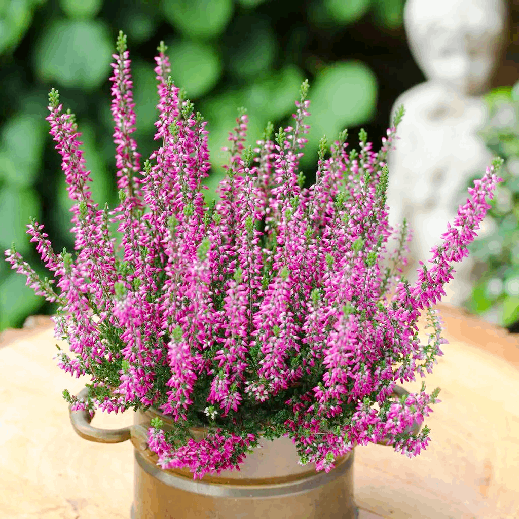 Саджанці Вересу Ліллі (Calluna vulgaris Lilli) P9, фото 1