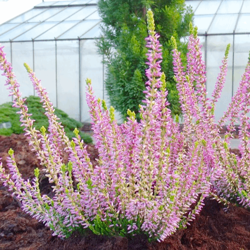 Саджанці Вересу Сільвана (Calluna vulgaris Silvana) P9, фото 1