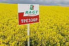 Насіння озимого ріпаку РЖТ Треззор RAGT, фото 3