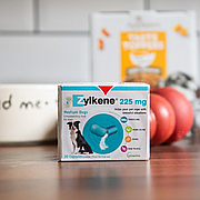 Як контролювати стрес у собак та котів?