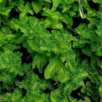 Саджанці м'яти кучерявої Кріспа ( Mentha spicata Crispa)