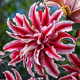 Лілія Magic Star 12/14, фото 2