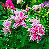 Лілія Magic Star 12/14, фото 3