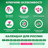 Лілія Magic Star 12/14, фото 4