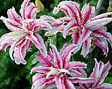 Лілія Magic Star 12/14, фото 8