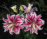 Лілія Magic Star 12/14, фото 9