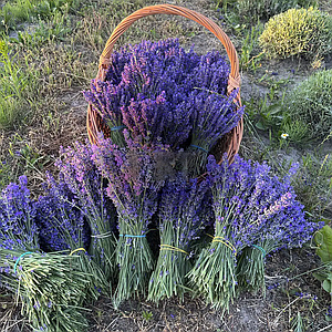 Букет свіжозрізаної лаванди