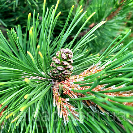 Сосна гірська Грін Колумн / С60 / h 120-130 / Pinus Green Column, фото 3