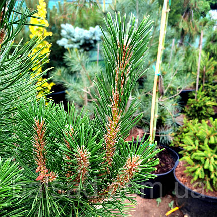 Сосна гірська Грін Колумн / С60 / h 120-130 / Pinus Green Column, фото 4
