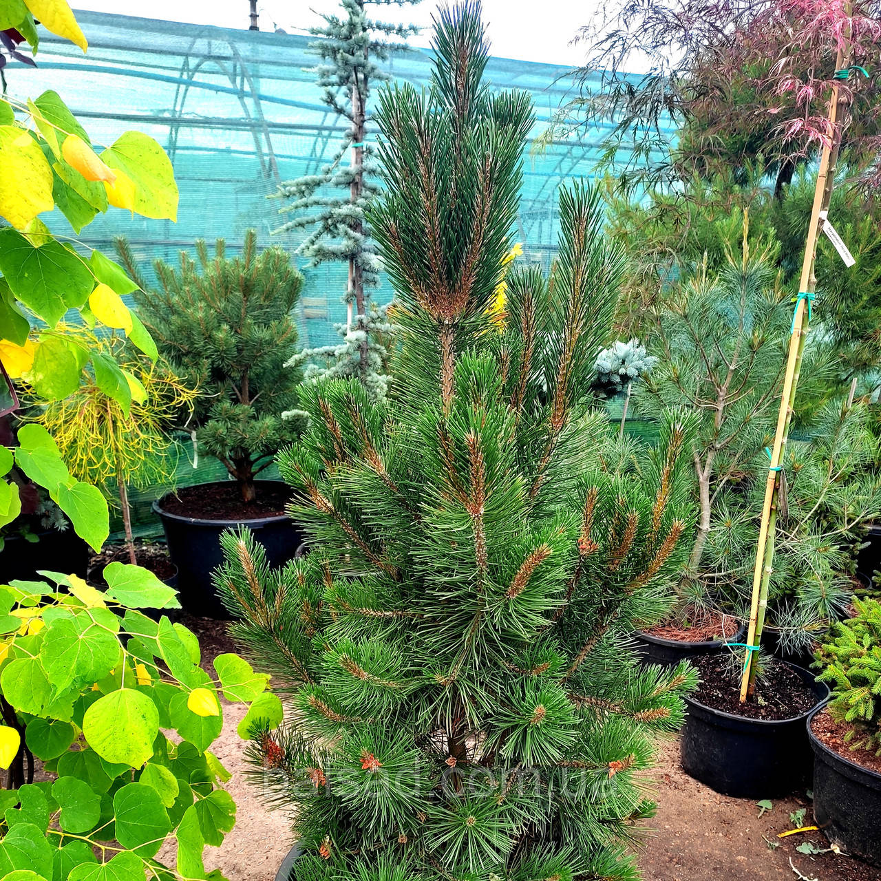 Сосна гірська Грін Колумн / С60 / h 120-130 / Pinus Green Column