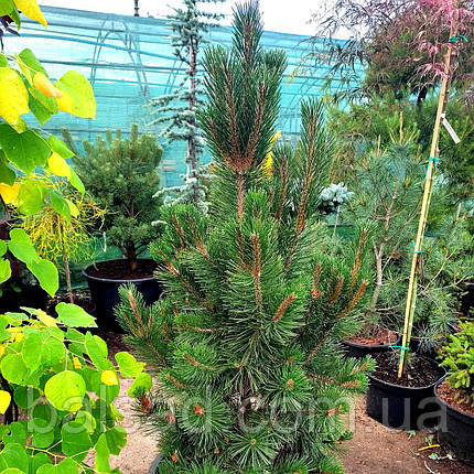 Сосна гірська Грін Колумн / С60 / h 120-130 / Pinus Green Column, фото 1